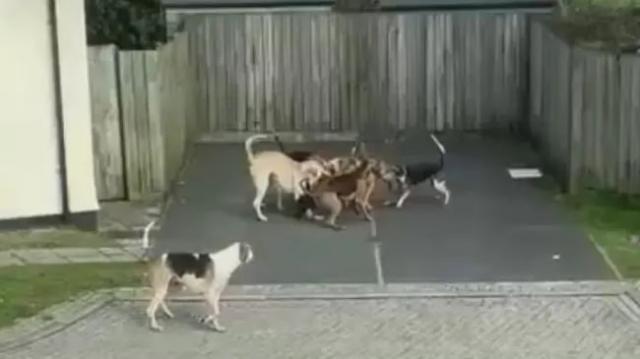 Still from video footage of Western Hunt hounds killing a pet cat.  Moments later a hunt official picks up the cat's body and throws it over a fence.  Police are investigating